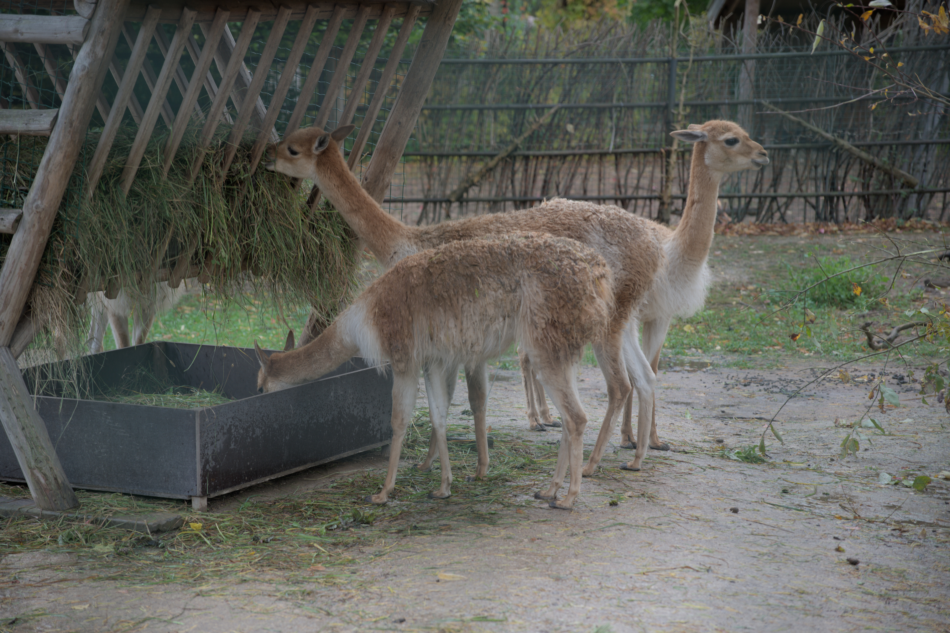 2025/10/12 - zoo/DSC_0346.jpg